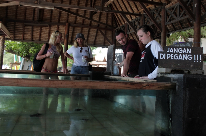 Begini cara warga Gili Trawangan menjaga penyu biar nggak punah, salut