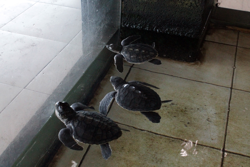 Begini cara warga Gili Trawangan menjaga penyu biar nggak punah, salut