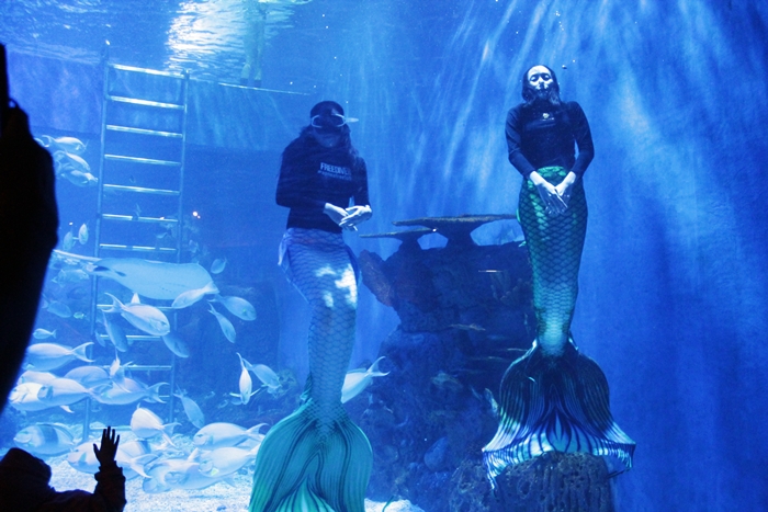 Di sini kamu bisa kerja dengan suasana bawah laut sambil ditemani hiu