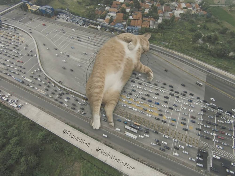 Terlihat seperti nyata, ini 10 foto editan saat kucing menguasai dunia