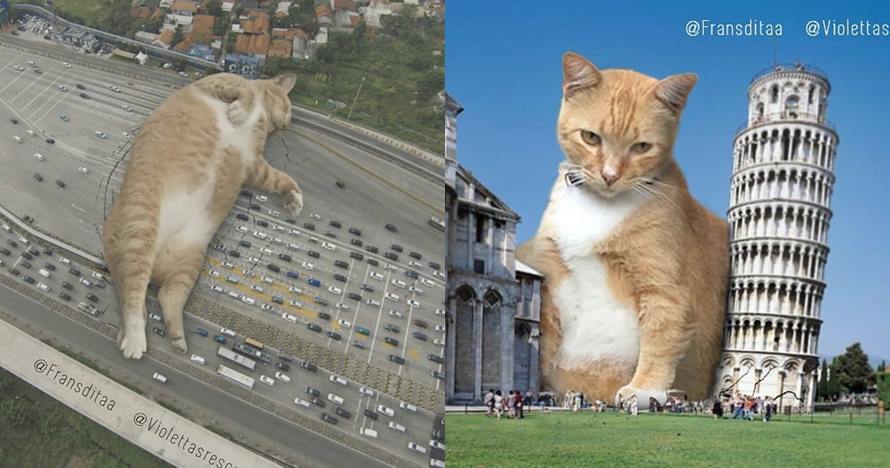 Terlihat seperti nyata, ini 10 foto editan saat kucing menguasai dunia