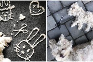 8 Karya dari hasil mencukur bulu anjing ini kreatif banget