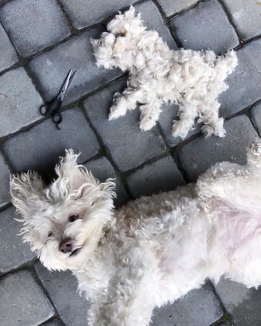8 Karya dari hasil mencukur bulu anjing ini kreatif banget
