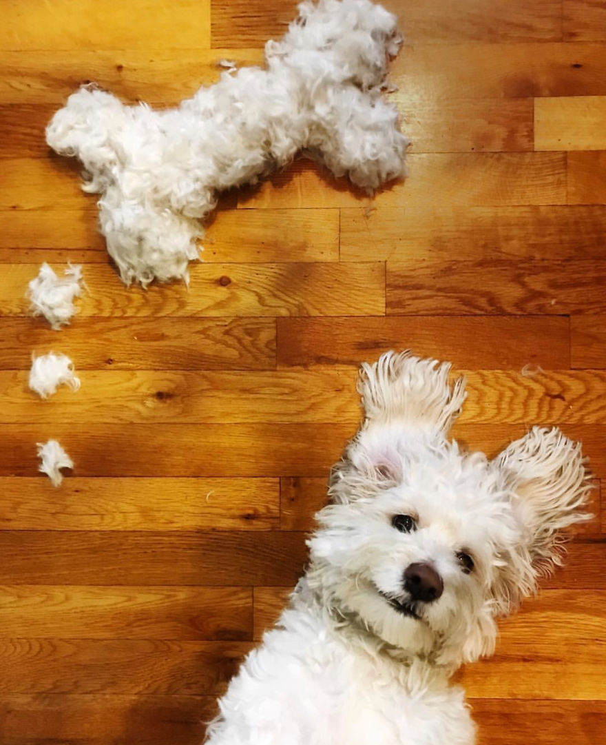 8 Karya dari hasil mencukur bulu anjing ini kreatif banget