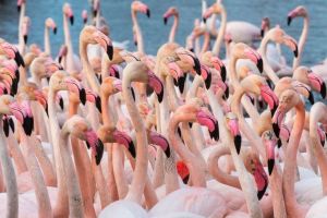 Ini fakta unik di balik bulu burung flamingo berwarna merah muda