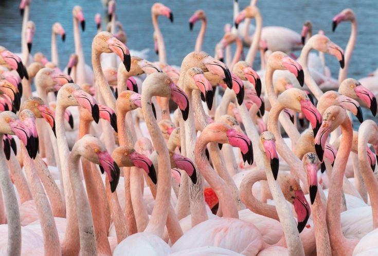 Ini fakta unik di balik bulu burung flamingo berwarna merah muda