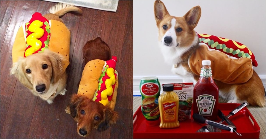 10 Potret anjing pakai kostum hot dog, bikin gemas