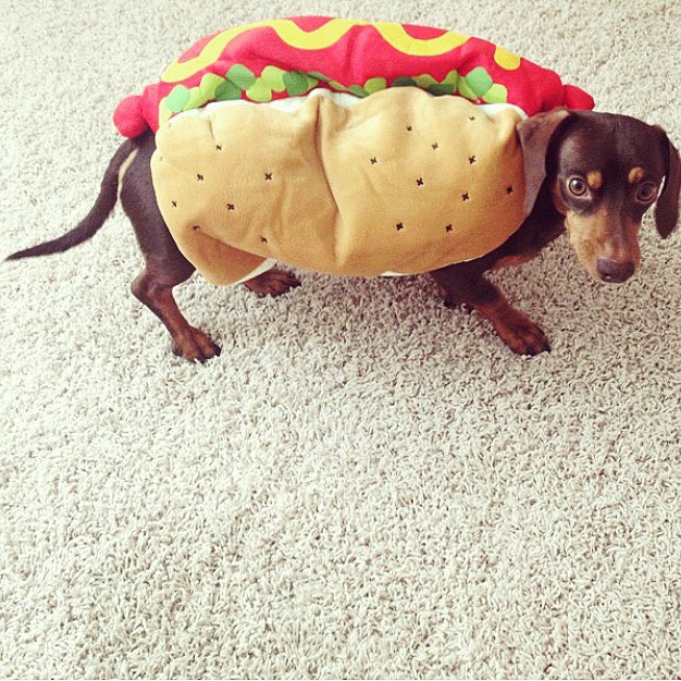 10 Potret anjing pakai kostum hot dog, bikin gemas