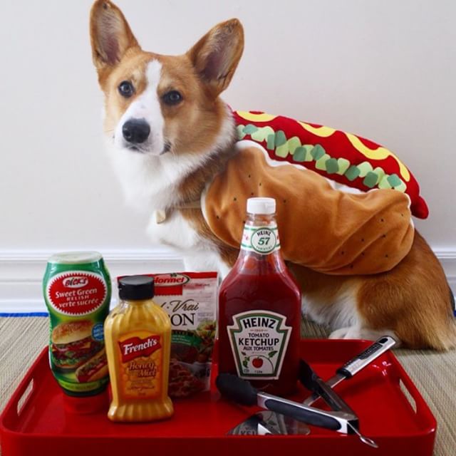 10 Potret anjing pakai kostum hot dog, bikin gemas