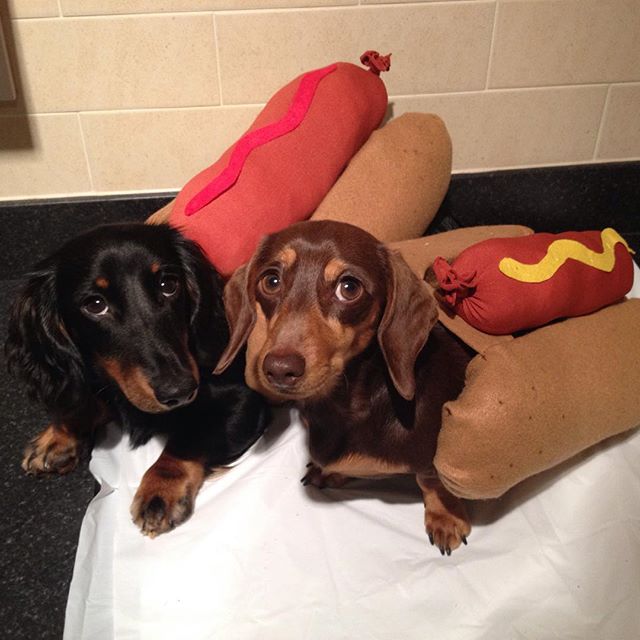 10 Potret Anjing Pakai Kostum Hot Dog Bikin Gemas
