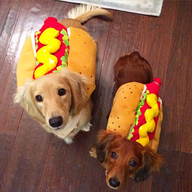 10 Potret anjing pakai kostum hot dog, bikin gemas