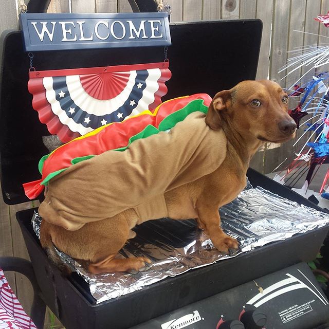 10 Potret anjing pakai kostum hot dog, bikin gemas