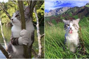 Selalu fotogenik saat dijepret, 10 pose kucing ini imut & menggemaskan