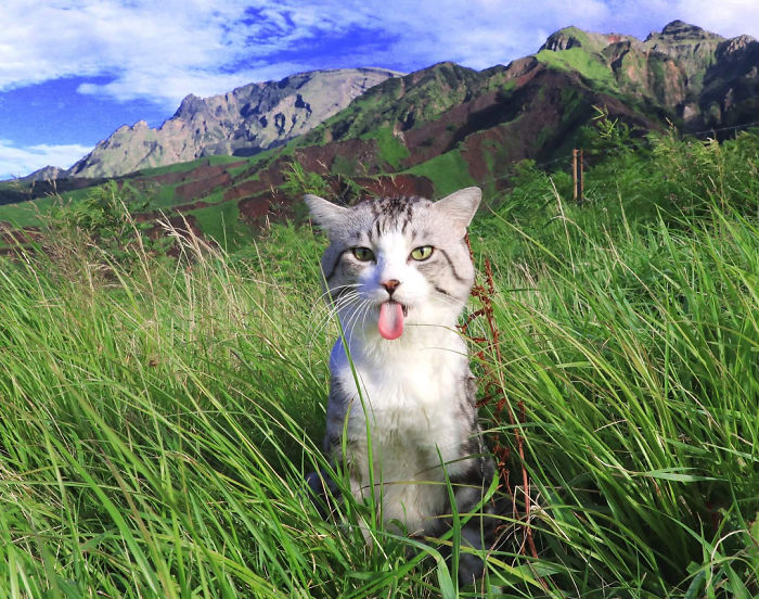 Selalu fotogenik saat dijepret, 10 pose kucing ini imut & menggemaskan