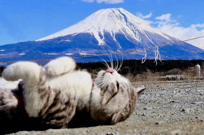 Selalu fotogenik saat dijepret, 10 pose kucing ini imut & menggemaskan