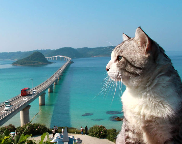 Selalu fotogenik saat dijepret, 10 pose kucing ini imut & menggemaskan