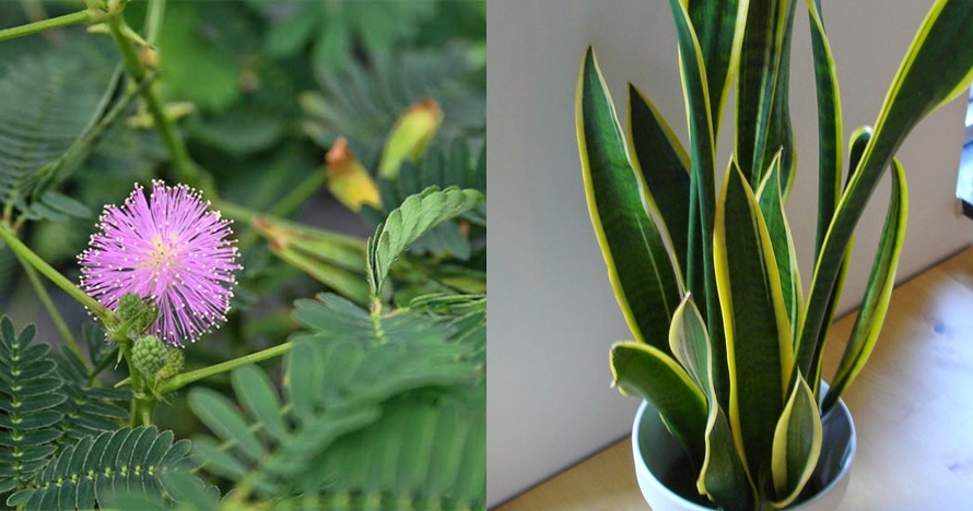 8 Tumbuhan legendaris ini pernah temani masa kecilmu