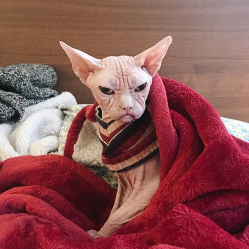 Bukan adiknya Thor, Loki si kucing 'pemarah' ini gayanya swag abis