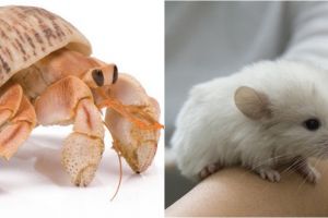 10 Hewan mini ini lucu banget, aman dipelihara anak-anak