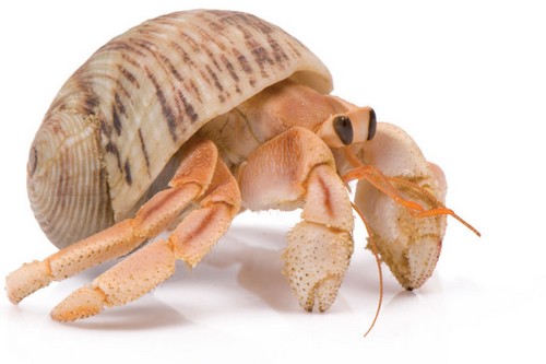 10 Hewan mini ini lucu banget, aman dipelihara anak-anak