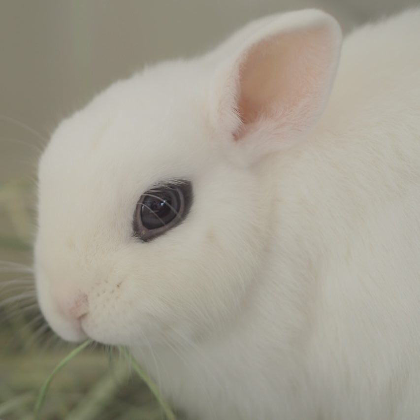 12 Potret Maron, kelinci cantik dengan mata yang indah banget