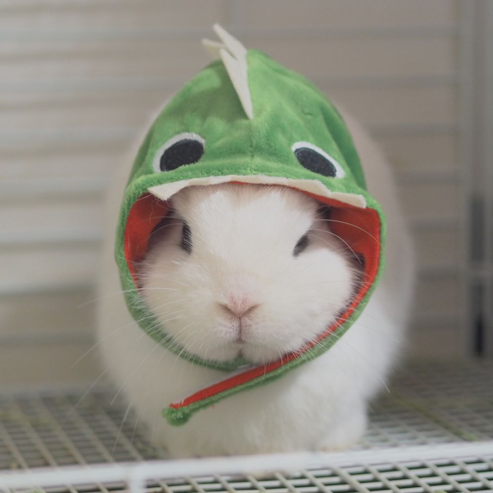 12 Potret Maron, kelinci cantik dengan mata yang indah banget