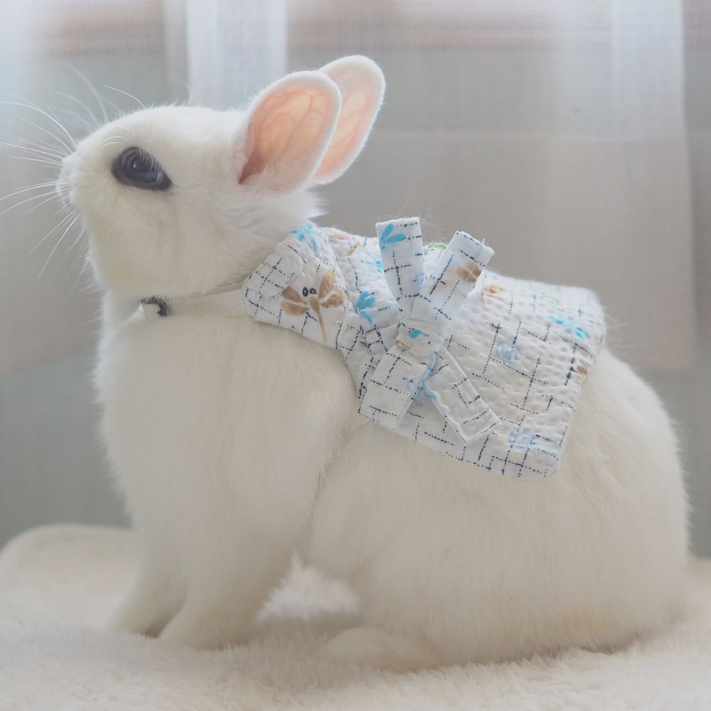 12 Potret Maron, kelinci cantik dengan mata yang indah banget