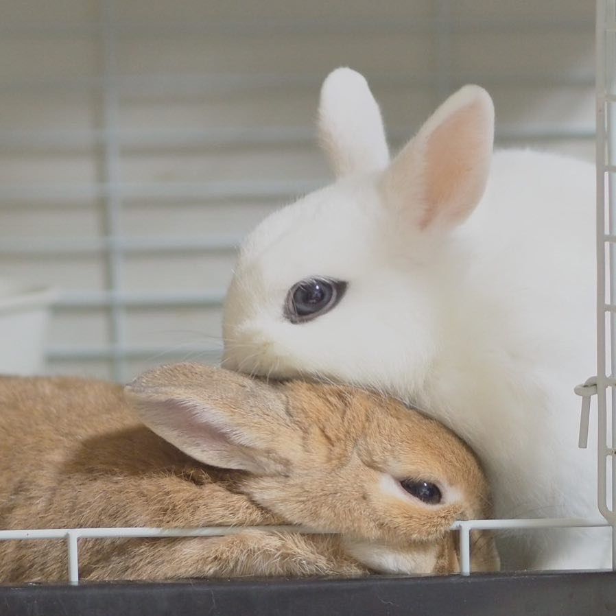 12 Potret Maron, kelinci cantik dengan mata yang indah banget