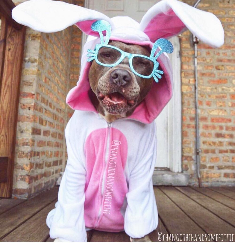 10 Potret Chango Leon, si anjing gaul yang swag abis 