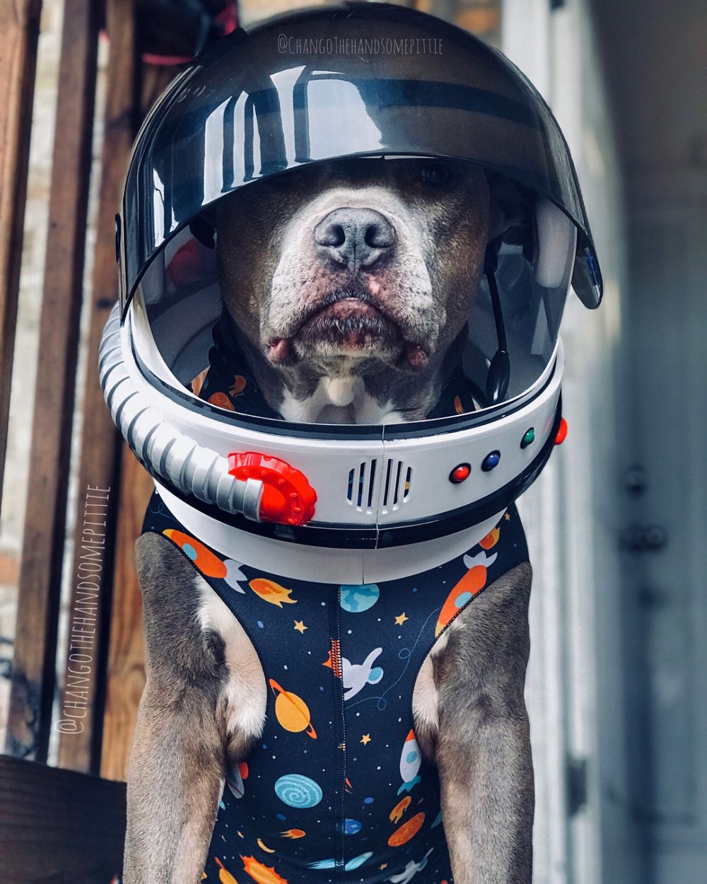 10 Potret Chango Leon, si anjing gaul yang swag abis 