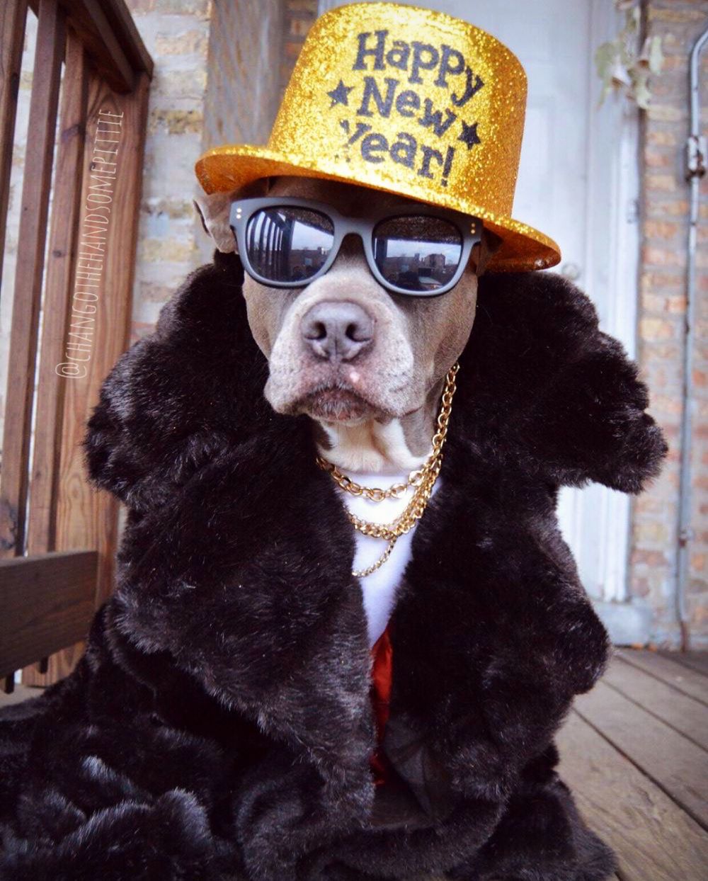 10 Potret Chango Leon, si anjing gaul yang swag abis 