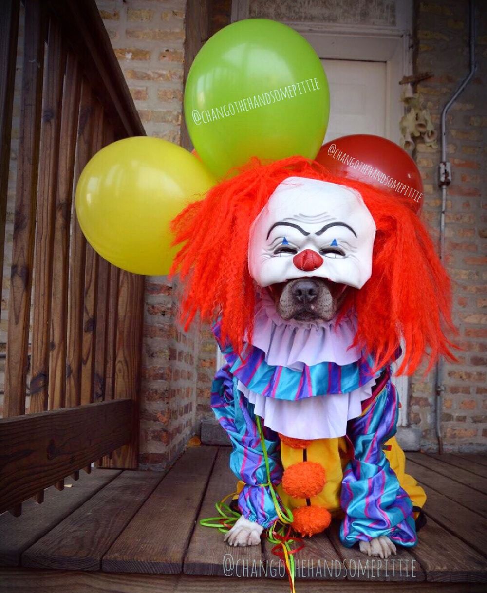 10 Potret Chango Leon, si anjing gaul yang swag abis 