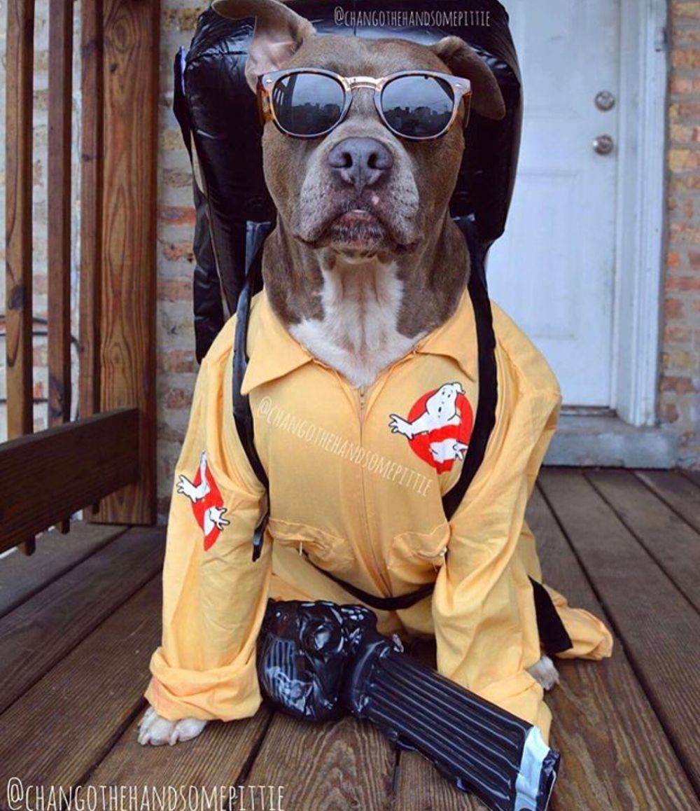 10 Potret Chango Leon, si anjing gaul yang swag abis 