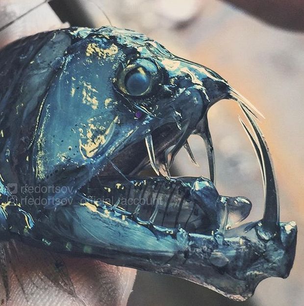 10 Hewan laut terjaring nelayan ini bentuknya ngeri banget