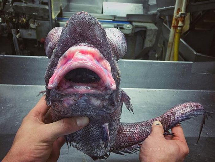 10 Hewan laut terjaring nelayan ini bentuknya ngeri banget