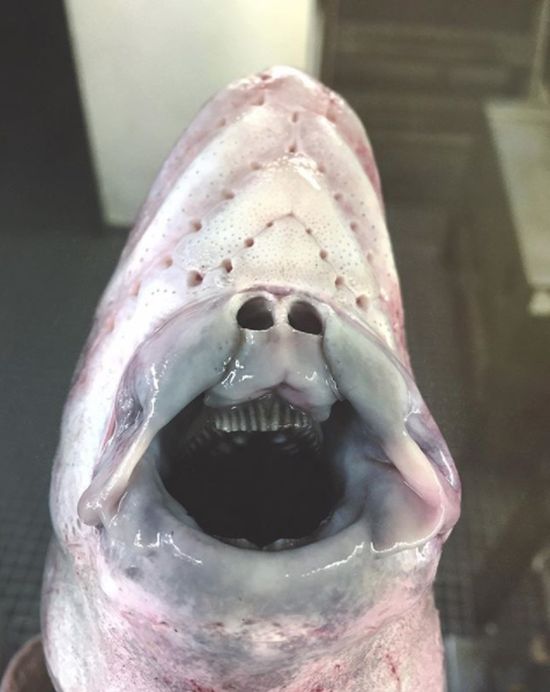 10 Hewan laut terjaring nelayan ini bentuknya ngeri banget