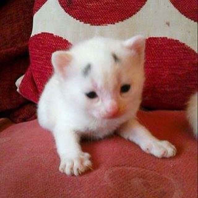 10 Potret menggemaskan Gary, kucing lucu yang ekspresinya selalu resah