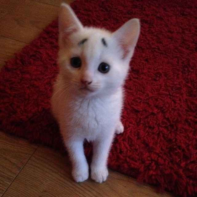 10 Potret menggemaskan Gary, kucing lucu yang ekspresinya selalu resah