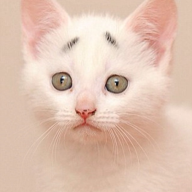 10 Potret menggemaskan Gary, kucing lucu yang ekspresinya selalu resah