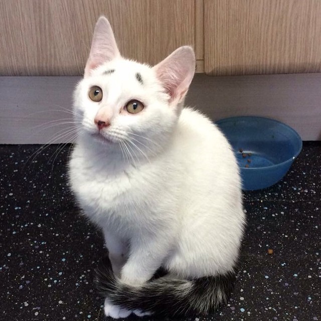 10 Potret menggemaskan Gary, kucing lucu yang ekspresinya selalu resah