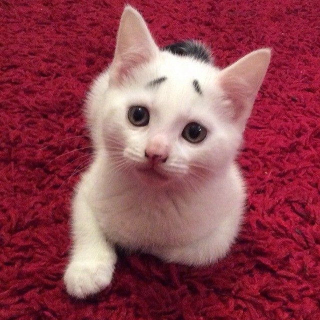 10 Potret menggemaskan Gary, kucing lucu yang ekspresinya selalu resah