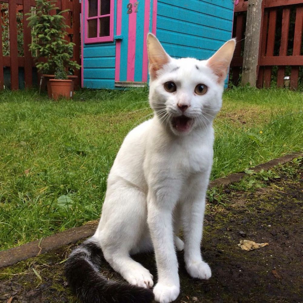 10 Potret menggemaskan Gary, kucing lucu yang ekspresinya selalu resah