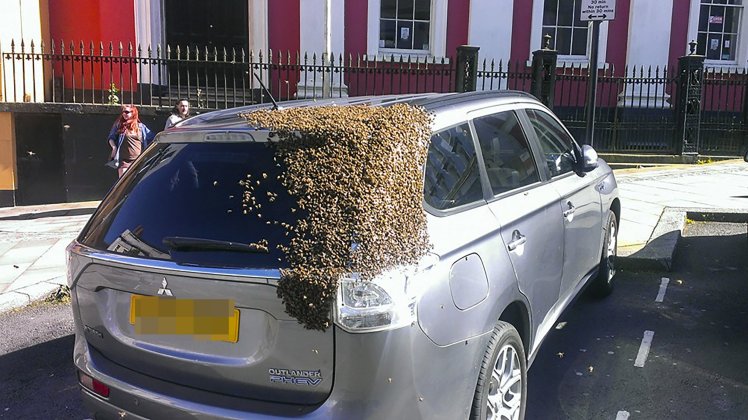 Kendarai mobil bersama ribuan lebah, aksi pria ini bikin takjub