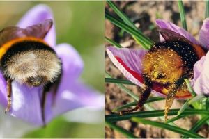 10 Potret pantat lebah saat menghisap bunga, gemesin banget