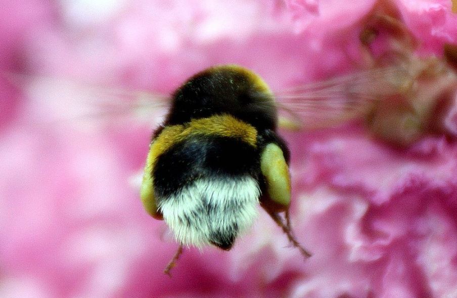 10 Potret pantat lebah saat menghisap bunga, gemesin banget