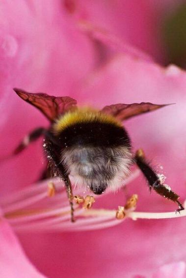 10 Potret pantat lebah saat menghisap bunga, gemesin banget