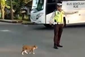 Aksi polisi stop kendaraan demi seberangkan kucing ini bikin haru