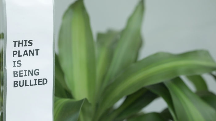 Eksperimen dampak tanaman saat dibully ini ungkap fakta mengejutkan