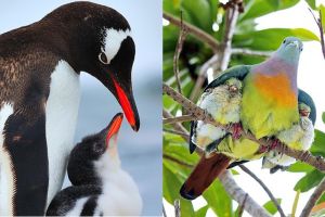 10 Potret menggemaskan induk burung bersama anak-anaknya 