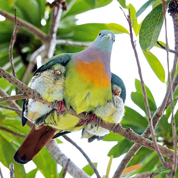 10 Potret menggemaskan induk burung bersama anak-anaknya 